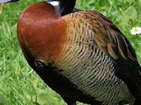 White-Faced Whistling Duck (Breast & Body) - pic by Nigel Key